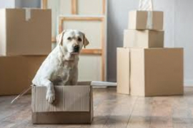 Хлам, тараканы и неадекватные цены: какое жилье сдать сложнее всего